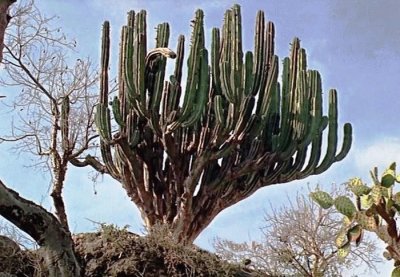 פאזל של cactus tree