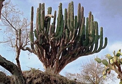 cactus tree