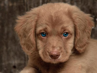 cocker pup