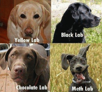 labs jigsaw puzzle