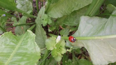 Coccinella jigsaw puzzle