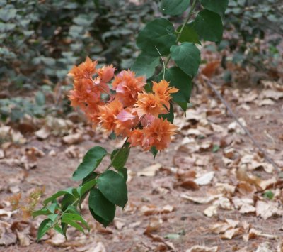 Fleurs de la RÃ©union