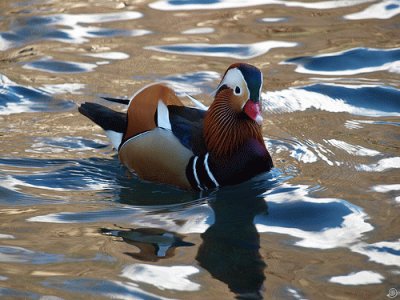 Bello Pato Mandarin