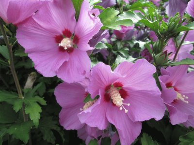 Hibiscus jigsaw puzzle