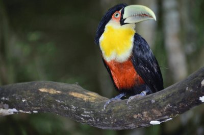 Tucano bico verde