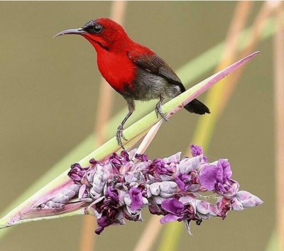 Crimson sunbird jigsaw puzzle