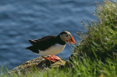 island papageientaucher