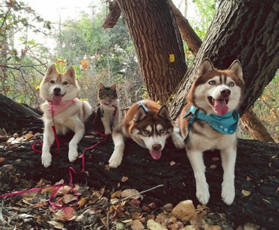 Perros y gato de paseo en el campo