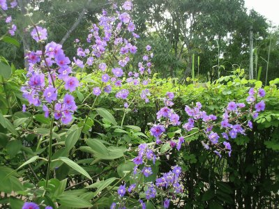 Saquarema Flowers