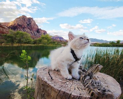 פאזל של gatos de Campamento