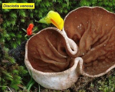 פאזל של Disciotis venosa