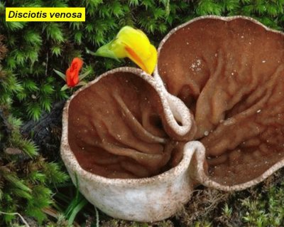 Disciotis venosa jigsaw puzzle