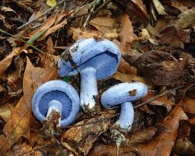 Lactarius indigo