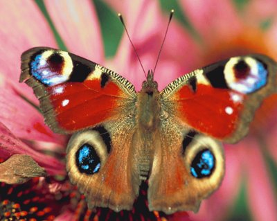 Mariposa Pavo real