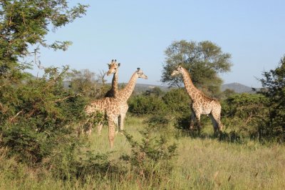 פאזל של Girafas