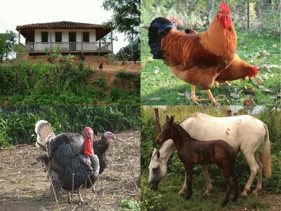 Galinhas, Peru e Cavalos