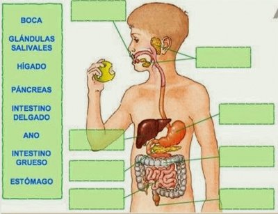 SISTEMA DIGESTIVO jigsaw puzzle