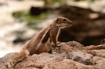 פאזל של erdhÃ¶rnchen fuerteventura