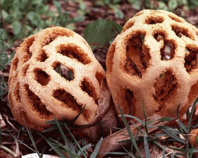 פאזל של Latticework Fungus