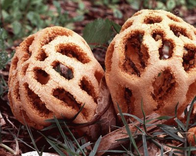 Latticework Fungus jigsaw puzzle