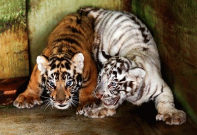 Dos pequeÃ±as crÃ­as de tigre de Bengala
