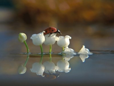 muguet et coccinelle