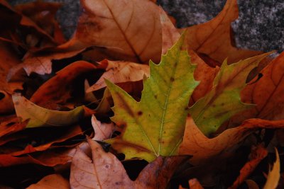 otoÃ±o jigsaw puzzle