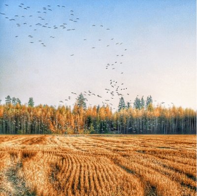 Bosque de Finlandia jigsaw puzzle