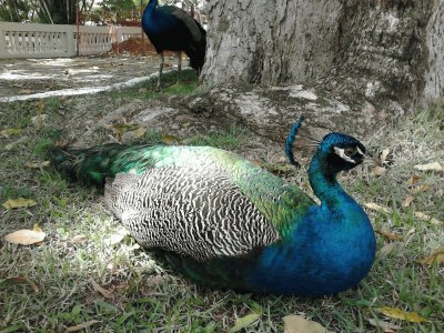 Pavão