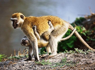 mom#220