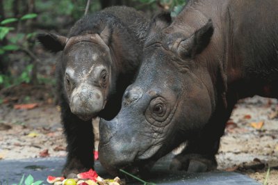 Delilah una cria de rinoceronte junto a su madre jigsaw puzzle