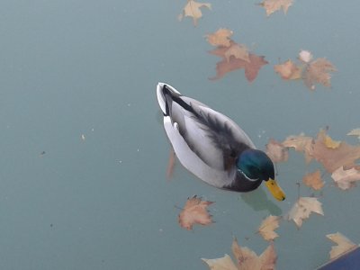 Pato na Lagoa - Parque do Retiro Madri jigsaw puzzle