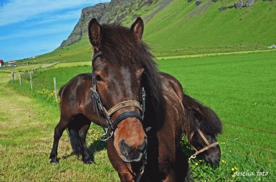 island pferd jigsaw puzzle