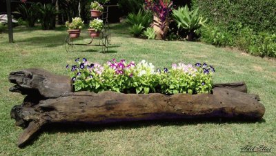 flores