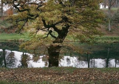 tree by the river