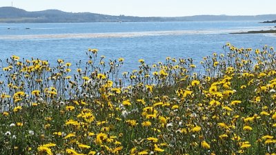 Flowers along the beach