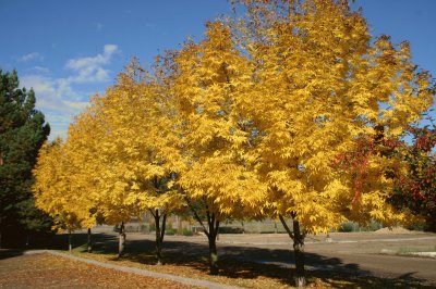 Fall Colours,Alberta