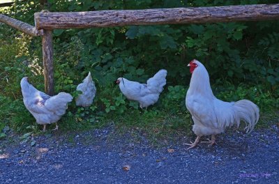 der harem / ballenberg ch