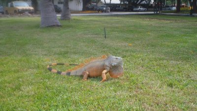 iguana jigsaw puzzle