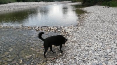 Noki im Wasser jigsaw puzzle