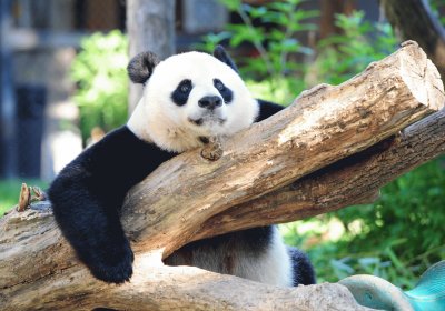 Imagenes del ZoolÃ³gico Nacional en Washington DC.