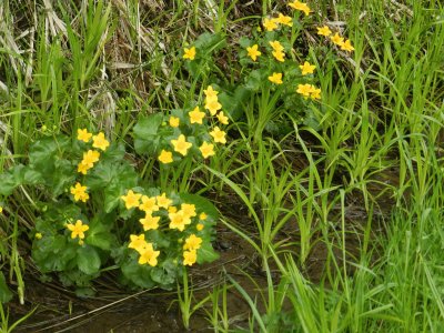 Blumenwiese im SÃ¼dtirol