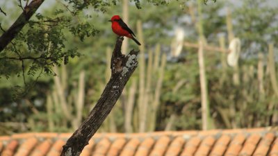 פאזל של Cardenalito frente a mi casa