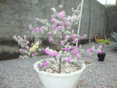 vaso de flor