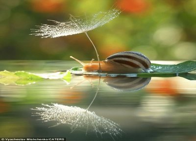 פאזל של Un Caracol se Protege del Sol.