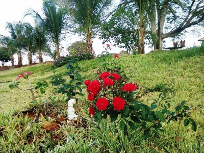 Rosas e Palmeiras