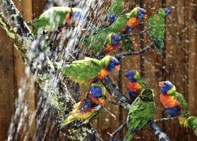 Hermosos Loritos Arcoiris Australianos jigsaw puzzle