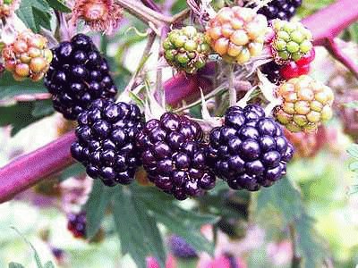 Blackberries jigsaw puzzle