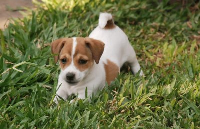 Jack Russell Terrier jigsaw puzzle