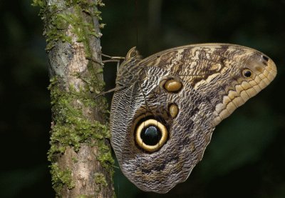 פאזל של Hermosas Mariposas â™¥